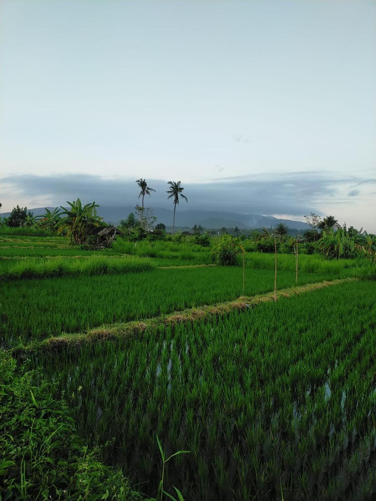 Limun Guesthouse Amlapura 外观 照片